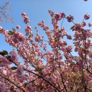 봄 꽃 만개한 날 걷기(포천 멍우리 협곡, 산정호수) 이미지