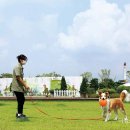 반려동물 테마파크 이미지