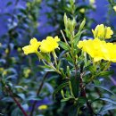 뼝창마을 이미지