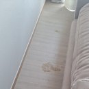 모아엘가파크뷰경노당 | 대구소파청소 상인모아엘가파크뷰 고양이 소변, 오줌 얼룩 냄새 제거하기