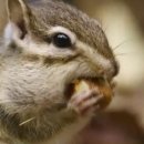 람쥐야 도토리 이미지