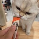 고양이랑 | [명동 데이트 코스] &#39;고양이 놀이터&#39; 60마리 고양이랑 놀고 온 후기