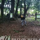 신흥동백나무군락 이미지