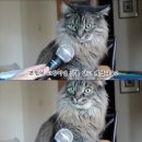 하림멕시칸 이미지