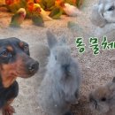 대관령 아기동물농장 이미지