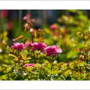 호수공원7로 이미지