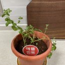 미라의식탁 이미지