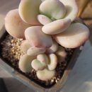 울리불리 이미지
