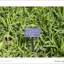 원추리(Hemerocallis fulva) 이미지