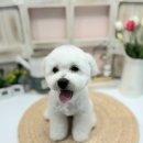 정말귀엽개 이미지