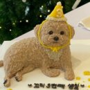 펫티시에 이미지