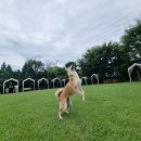 도그샤워 | 도그캠프 공항점 서울 인근 애견 카페 후기