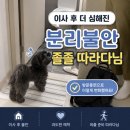 짜장나드리 | 강아지 이사 후 분리불안 해결법 방문훈련 실제 보호자분의 후기