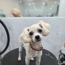 댕댕그루밍 이미지