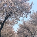 옥천2리 | 미세스펭귄 일상 | 미팅하러 갔다가 벚꽃횡재(#나만알고싶은벚꽃맛집 #양평벚꽃 #양평예사랑 #양평계곡...