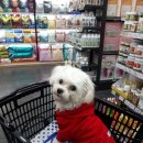 야옹아멍멍해봐 장유점 이미지