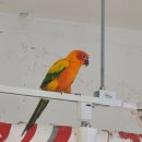 보그헤어삼송점 | [고양] 아기랑 실내 앵무새 체험 카페 버드앓이.