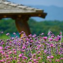 물소리바람소리 이미지