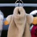 강남애견백화점 이미지