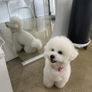 또또살롱 | 포항 애견미용샵/또또살롱