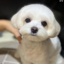 키스더도그/아르테미스 네이버블로그