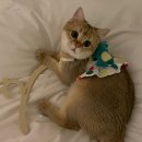 [감자왕고양이] 고양이도 편하게! 내새꾸 맞춤옷 솔직 후기