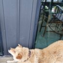 금성민박 이미지