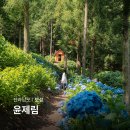 성림농장 | 7월에 가볼만한곳 보성 윤제림 수국 커플 여행지 추천