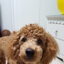 AK. DOG 이미지