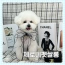 78번길미용실 | 청주 애견미용실 제로네펫쌀롱, 여름철 반려견 피부관리 미용후기