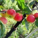 능금농장 이미지