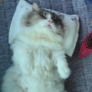 돌골 새마을교 | 포인핸드 고양이 입양후기 ; 보호소 문의, 절차, 비용, 혜택까지 총망라🍀😽