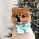 참견(犬) 이미지