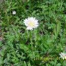 하얀민들레 이미지