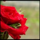 로즈향기 이미지