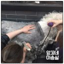 앙꼬네 미용실 이미지