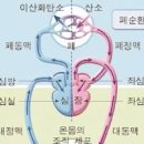 심장의 체순환 폐순환 정상심장박동수는? 이미지