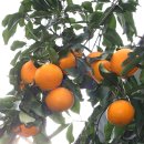 평안농장 이미지