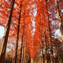 나주자원 이미지