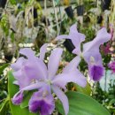 Cattleya warneri FCC/AOS × Cattleya walkeriana var.coerulea 'Edward ' 이미지