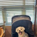 제주축산업협동조합 동물병원 | 노형동 동물병원 추천, 제주 브이동물병원 건강검진 후기