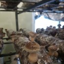 안말농장 이미지