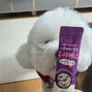 현대애견 | [여의도] 더현대 애견동반 도기넛 팝업 후기