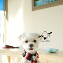 쿨 애견미용 이미지