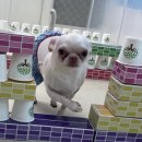 범서한방동물약국 이미지