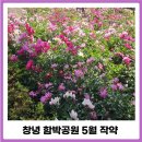 함박산 약수터 | 창녕 작약 5월 함박공원 부모님과 함께