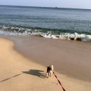 다모아통닭 이미지