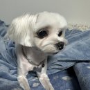 살랑애견미용실 이미지