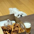 내 일상 훔쳐보시던지요 - !