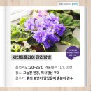 세인트폴리아